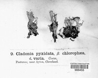 Cladonia chlorophaea image